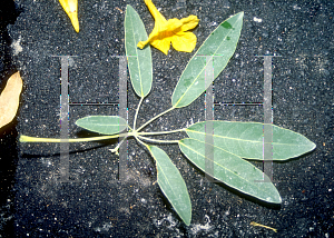 Picture of Tabebuia caraiba 