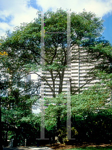 Picture of Tabebuia chrysantha 