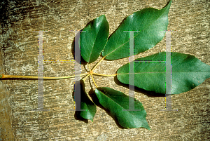 Picture of Tabebuia chrysantha 