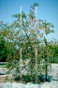 Picture of Tabebuia chrysotricha 