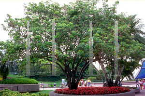 Picture of Tabebuia chrysotricha 