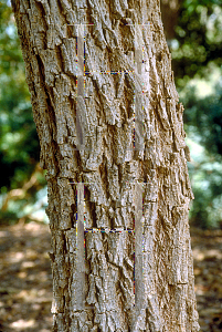 Picture of Tabebuia chrysotricha 