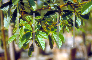 Picture of Tabebuia chrysotricha 