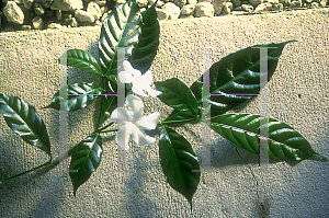 Picture of Tabernaemontana divaricata 