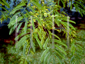 Picture of Tamarindus indica 