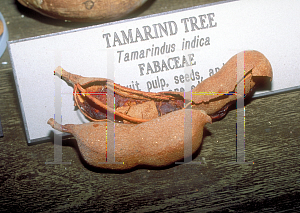 Picture of Tamarindus indica 