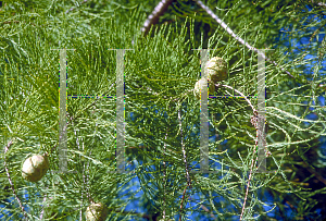 Picture of Taxodium ascendens 