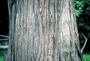 Picture of Taxodium ascendens 