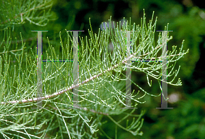 Picture of Taxodium ascendens 