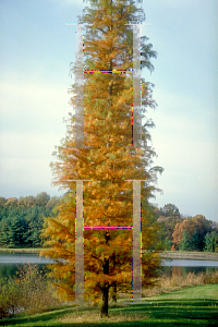 Picture of Taxodium ascendens 'Prairie Sentinel'