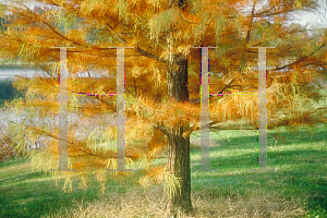 Picture of Taxodium ascendens 'Prairie Sentinel'