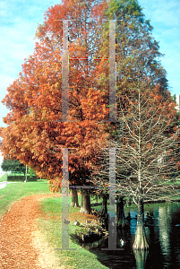 Picture of Taxodium distichum 