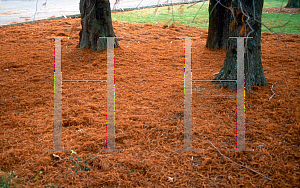 Picture of Taxodium distichum 