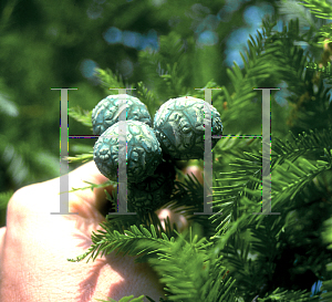 Picture of Taxodium distichum 