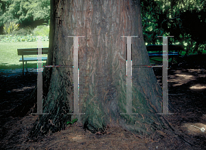 Picture of Taxodium mucronatum 