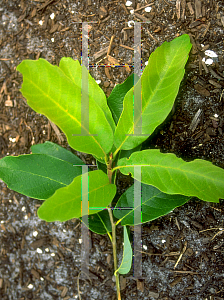 Picture of Quercus polymorpha 