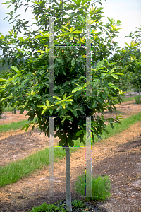 Picture of Quercus polymorpha 