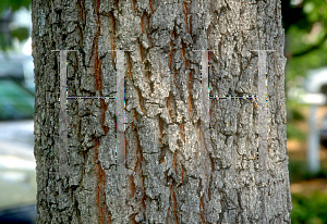 Picture of Quercus montana 