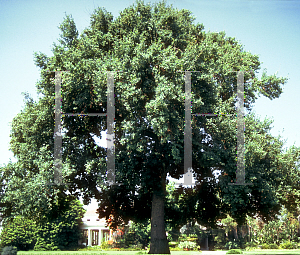 Picture of Quercus robur 