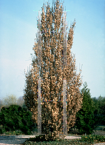 Picture of Quercus robur 'Fastigiata'