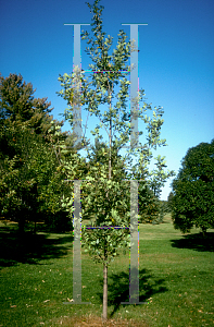 Picture of Quercus robur 'Skymaster'