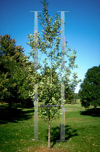 Picture of Quercus robur 'Skymaster™'