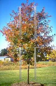 Picture of Quercus rubra 