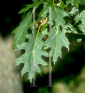 Picture of Quercus rubra 