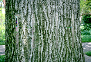 Picture of Quercus shumardii 