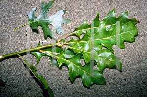 Picture of Quercus shumardii 