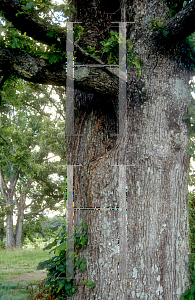 Picture of Quercus stellata 