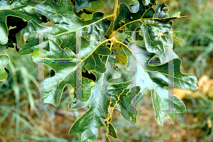 Picture of Quercus stellata 