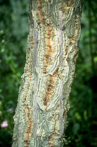 Picture of Quercus suber 