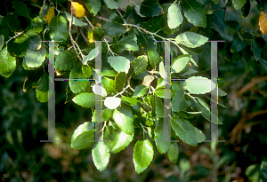 Picture of Quercus suber 