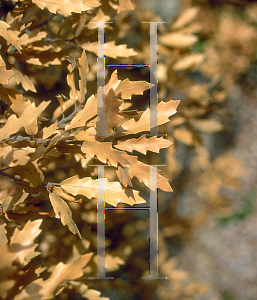 Picture of Quercus undulata 