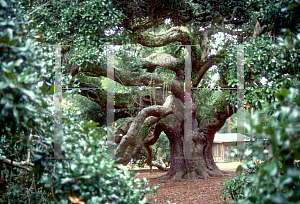 Picture of Quercus virginiana 