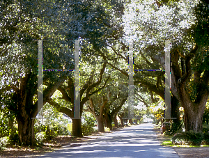 Picture of Quercus virginiana 