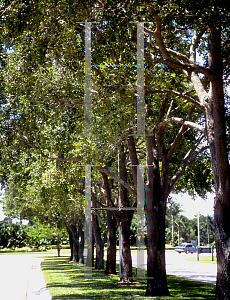 Picture of Quercus virginiana 