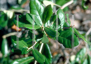 Picture of Quercus virginiana 