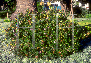 Picture of Rhaphiolepis umbellata 