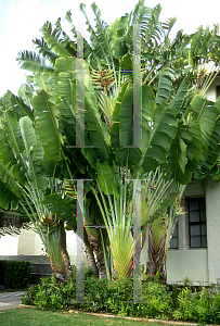 Picture of Ravenala madagascariensis 