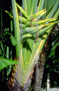 Picture of Ravenala madagascariensis 