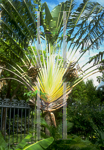 Picture of Ravenala madagascariensis 