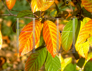 Picture of Rhamnus carolinianus 