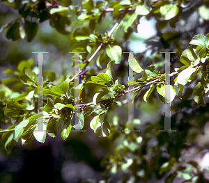 Picture of Rhamnus catharticus 