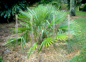 Picture of Rhapidophyllum hystrix 