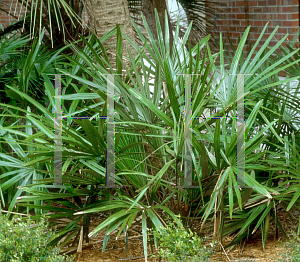 Picture of Rhapidophyllum hystrix 