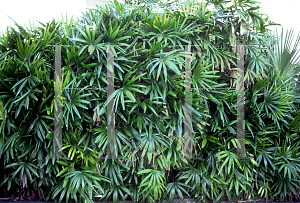 Picture of Rhapis excelsa 