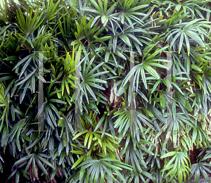 Picture of Rhapis excelsa 