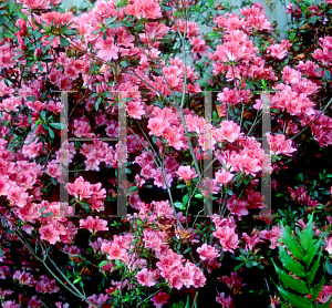 Picture of Rhododendron (subgenus Azalea) 'Fashion'